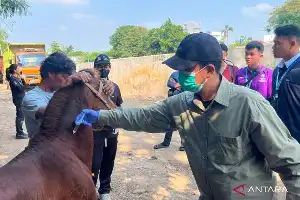 Sudin KPKP Jakarta Barat Berikan Layanan Kesehatan Rutin bagi Kuda Pekerja di Palmerah