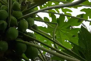 Penjelasan Medis Terkait Efektivitas Jus Daun Pepaya dalam Pengobatan Demam Berdarah