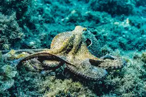 Studi Perilaku Gurita Vena di Sulawesi dan Bali Ungkap Bukti Penggunaan Alat pada Invertebrata