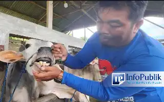 Pemkot Padang Perluas Jangkauan Vaksinasi PMK: 700 Dosis Gratis Disiapkan untuk Peternak