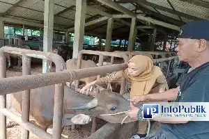 Pemkot Padang Siagakan 700 Dosis Vaksin Guna Tangkal Wabah PMK pada Ternak
