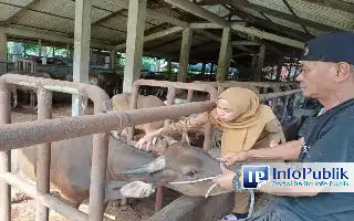 Pemkot Padang Siagakan 700 Dosis Vaksin Guna Tangkal Wabah PMK pada Ternak