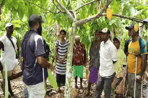 Transformasi Digital Dongkrak Akses Petani Kakao Papua Nugini ke Pasar Global