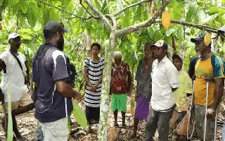 Transformasi Digital Dongkrak Akses Petani Kakao Papua Nugini ke Pasar Global