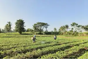 Bukan Gagap Teknologi, Petani Indonesia Terbentur Akses dan Krisis Kepercayaan