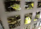 Gagalkan Penyelundupan 482 Burung Asal NTB, Karantina Bali Perkuat Pengawasan Hayati