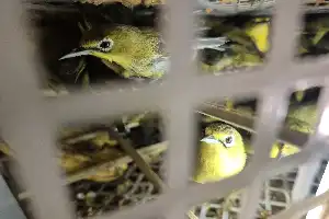 Gagalkan Penyelundupan 482 Burung Asal NTB, Karantina Bali Perkuat Pengawasan Hayati
