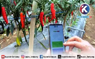 Modernisasi Pertanian: Pemkab Lampung Timur Uji Coba Teknologi Smart Farming pada Budidaya Cabai