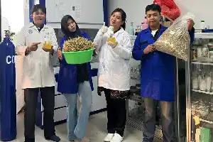Inovasi Dosen Polinela: Ubah Limbah Jerami Menjadi Pakan Ternak Bernutrisi Tinggi