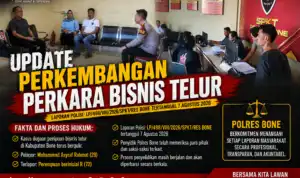 Mengurai Benang Kusut Bisnis Telur di Bone: Pengepul Klaim Transaksi dengan Kelompok R Telah Lunas