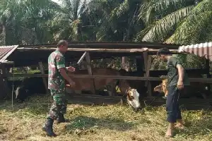 Cegah Penyebaran PMK, Babinsa Koramil 0321-01/Bangko Intensifkan Pengawasan Kesehatan Ternak