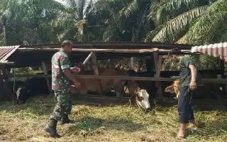 Cegah Penyebaran PMK, Babinsa Koramil 0321-01/Bangko Intensifkan Pengawasan Kesehatan Ternak