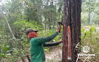 Perhutani Banyumas Timur Edukasi Penyadap Kenali Perbedaan Karakter Aliran Getah Pinus