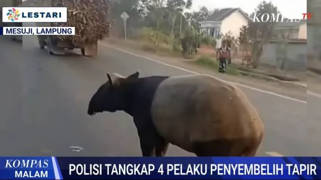 Polres Mesuji Ringkus Empat Pelaku Pembantaian Satwa Langka Tapir