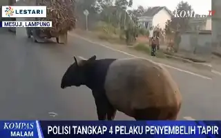 Polres Mesuji Ringkus Empat Pelaku Pembantaian Satwa Langka Tapir
