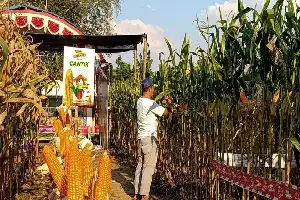 Dorong Swasembada, Sinergi Teknologi dan Benih Unggul Pacu Produktivitas Jagung Nasional