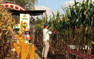 Dorong Swasembada, Sinergi Teknologi dan Benih Unggul Pacu Produktivitas Jagung Nasional