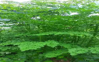 Melampaui Mitos: Menilik Kandungan Gizi 'Pohon Ajaib' Kelor yang Kian Diminati