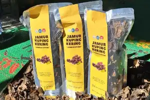Inovasi Oven Pengering UMS Dongkrak Produktivitas Jamur Kuping di Sukoharjo