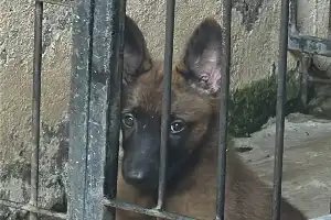 Warga Toraja Utara Meninggal Dunia, Diduga Terpapar Virus Rabies
