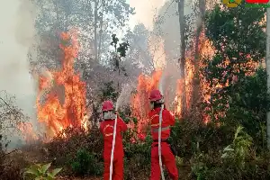 Kerugian Nyata Karhutla, Beban Sektor Kesehatan Indonesia Tembus Rp120 Triliun