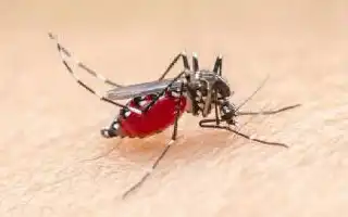 Cegah DBD di Kepulauan Meranti, Kecamatan Pulau Merbau Gencarkan Gerakan Larvasidasi Massal
