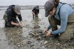Ilmuwan Selidiki Dampak Ekologis Penyebaran Kerang Manila di Pesisir Atlantik Barat Laut