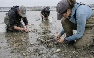 Ilmuwan Selidiki Dampak Ekologis Penyebaran Kerang Manila di Pesisir Atlantik Barat Laut