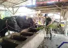 Modernisasi Pakan Sapi Perah di Lumajang, Tim Peneliti UNEJ Terapkan Teknologi Tepat Guna
