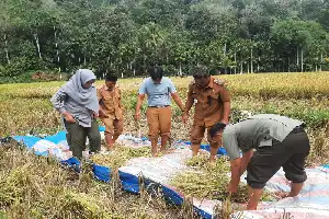 Produktivitas Padi di Tambangan Anjlok Akibat Kemarau, Camat Dorong Modernisasi Pertanian