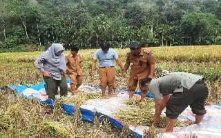 Produktivitas Padi di Tambangan Anjlok Akibat Kemarau, Camat Dorong Modernisasi Pertanian